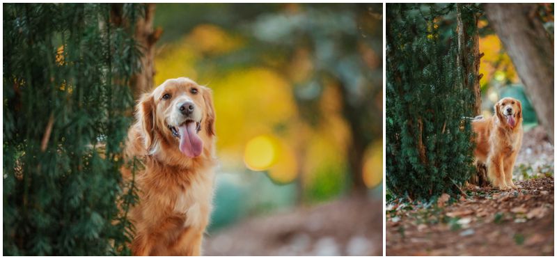 Golden Hour with Golden Retriever - Canberra Maternity Photography with Pets