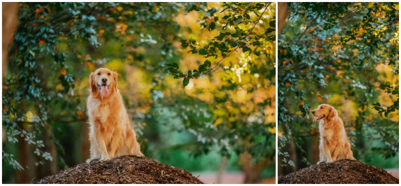 Golden Retriever in Canberra A Joyful Addition to Maternity Photoshoots with Pets
