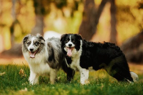 Two dogs in the late evening light Canberra Pet Photography